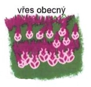 Vřes obecný